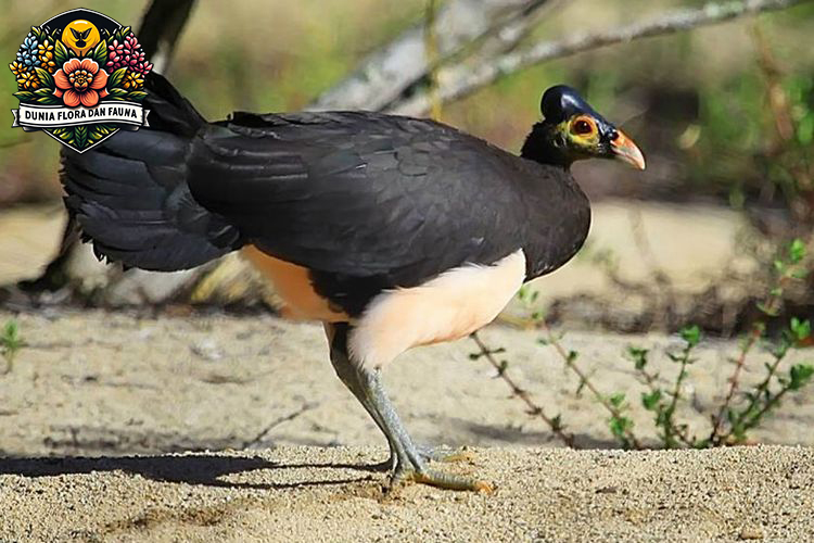 Keunikan Burung Maleo: Penjaga Alam yang Langka dari Sulawesi