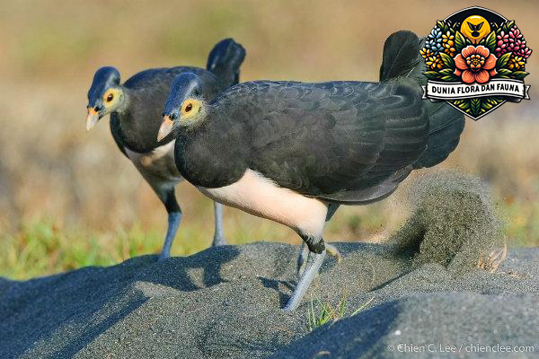 Keunikan Burung Maleo: Penjaga Alam yang Langka dari Sulawesi