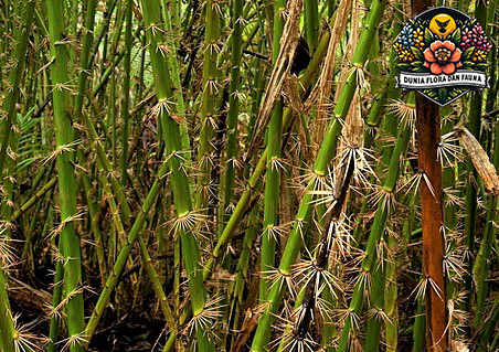 Rotan: Tanaman Serbaguna dari Hutan Tropis untuk Dekorasi dan Kerajinan