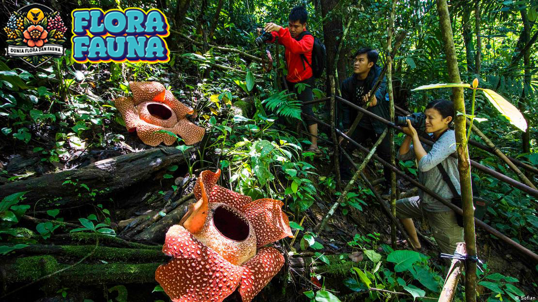 Keajaiban Bunga Rafflesia: Mengungkap Pesona dan Misteri Bunga Terbesar di Dunia!