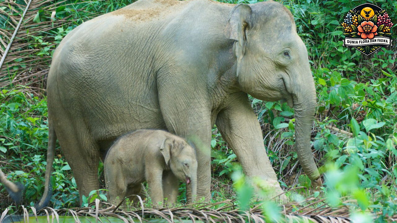Mengenal Gajah Kalimantan: Satwa Unik yang Hanya Ada di Pulau Borneo