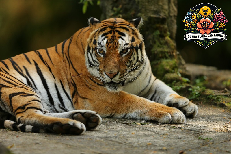 Mengenal Harimau Sumatra: Satwa Langka yang Perlu Dilindungi