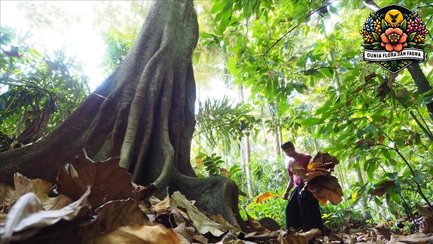 Pohon Meranti: Keindahan dan Manfaat dari Hutan Tropis Asia