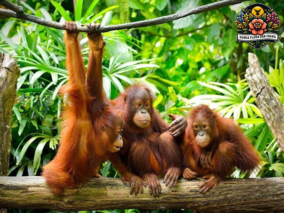 Mengenal Orangutan Lebih Dekat: Kehidupan di Tengah Hutan Tropis
