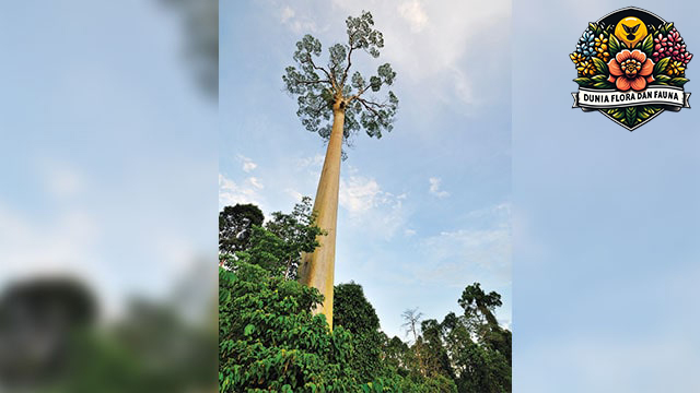 Pohon Meranti: Keindahan dan Manfaat dari Hutan Tropis Asia