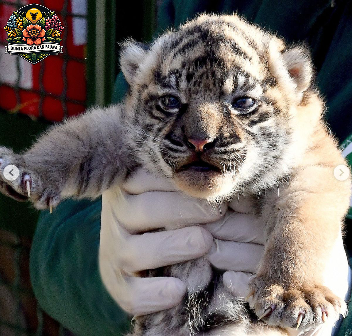 Mengenal Harimau Sumatra: Satwa Langka yang Perlu Dilindungi