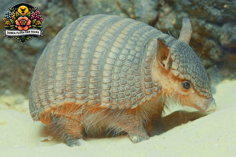 Armadillo: Fakta Menarik dan Keunikan Hewan Penutup Cangkang