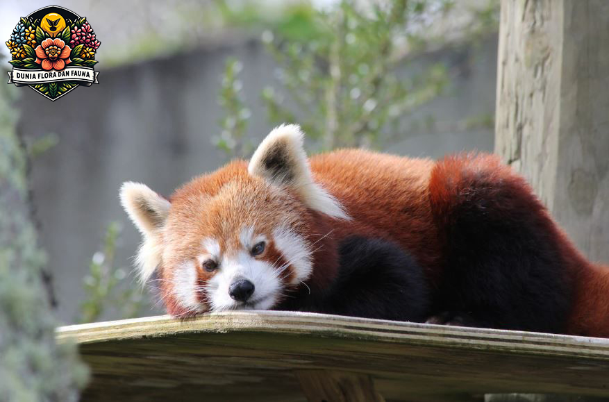 Panda Merah: Fakta Menarik Si Kecil yang Menggemaskan