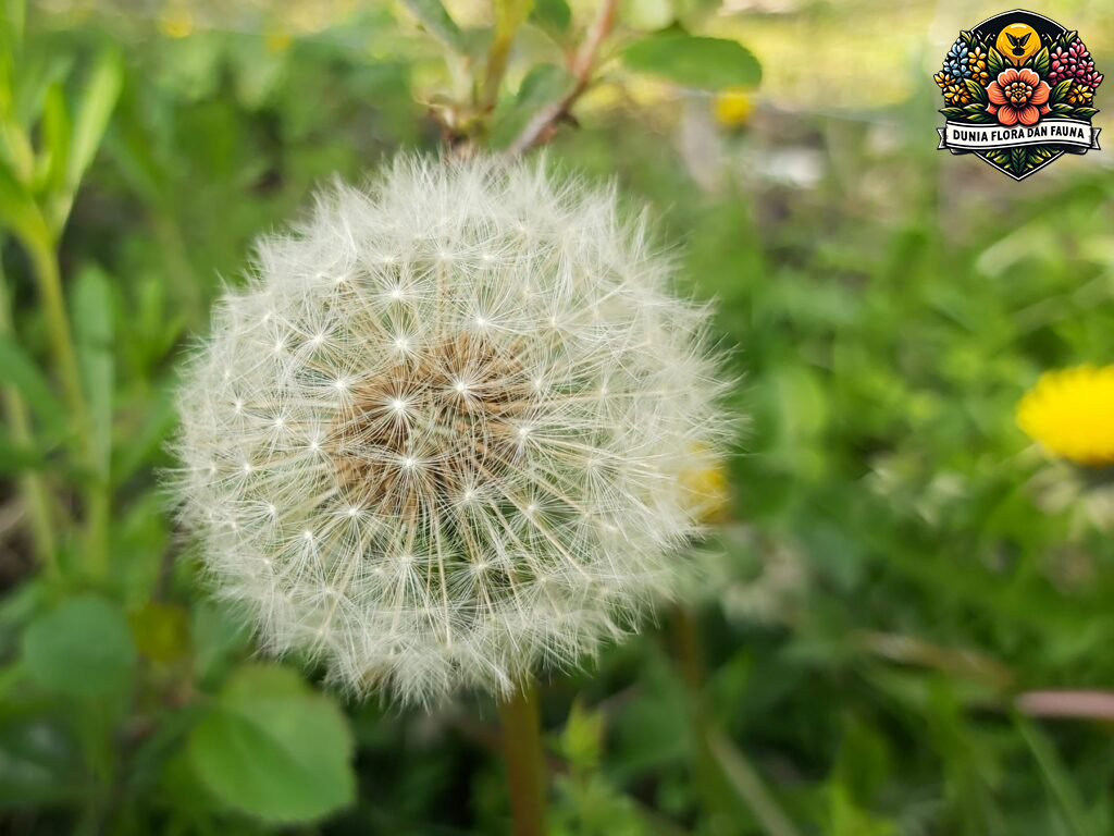 Dandelion: Keindahan dan Manfaat dari Bunga Ini!