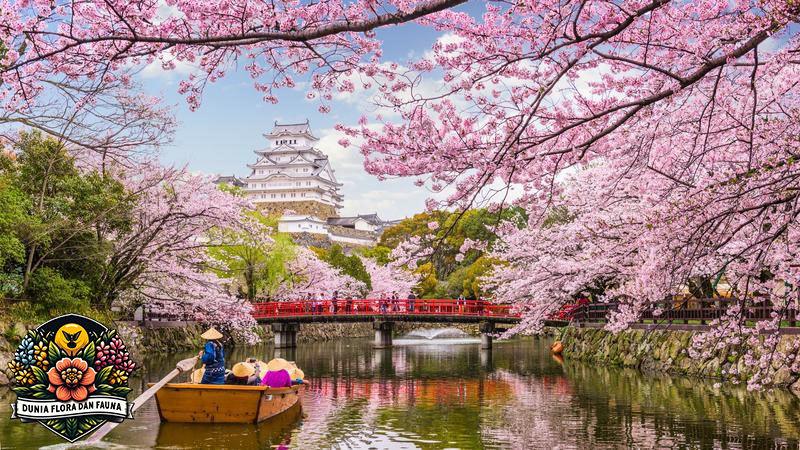 Sakura: Bunga Ikonik yang Menyambut Musim Semi di Jepang