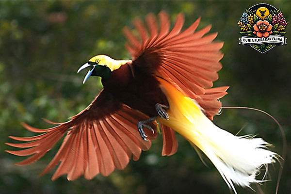 Keindahan Burung Cenderawasih: Raja Burung dari Hutan Tropis Papua