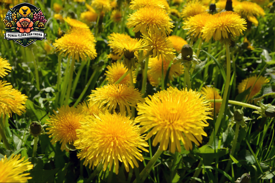 Dandelion: Keindahan dan Manfaat dari Bunga Ini!
