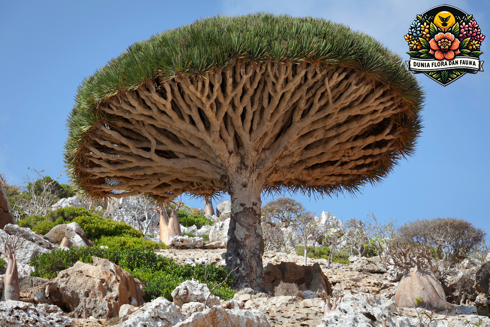 Misteri dan Keajaiban Dragon Tree: Pohon Legendaris dari Kepulauan Canary