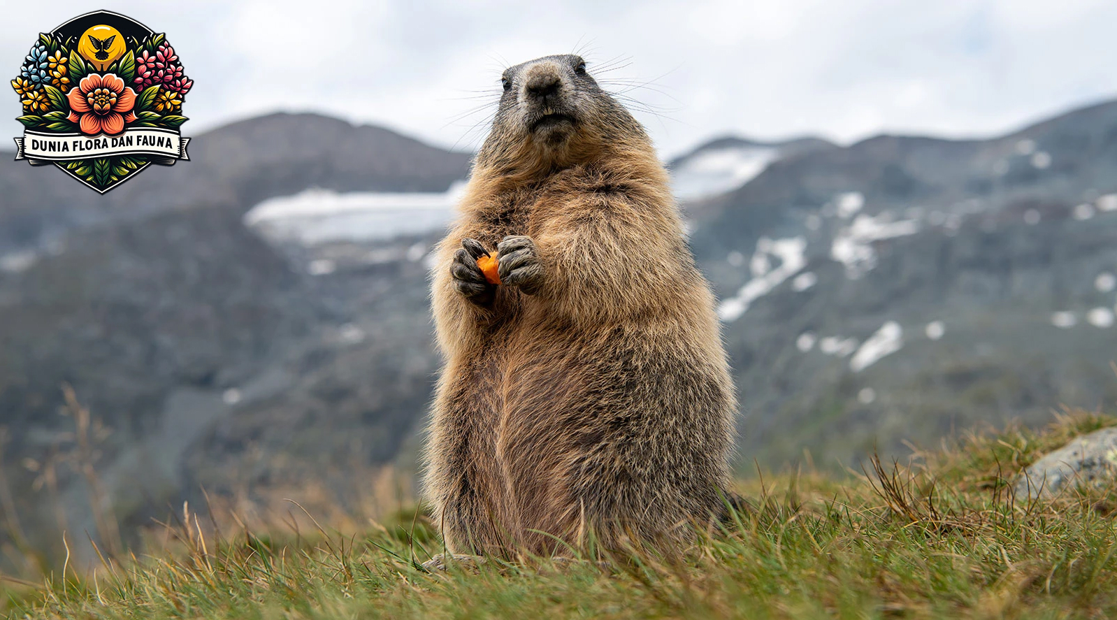 Mengenal Marmot: Hewan Lucu dengan Kebiasaan Menarik