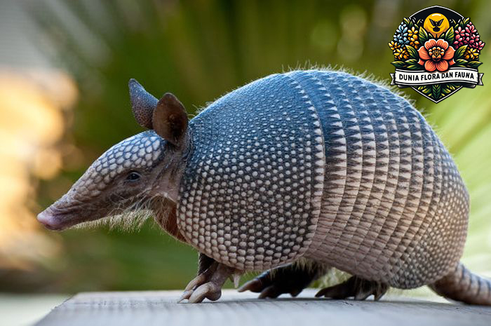 Armadillo: Fakta Menarik dan Keunikan Hewan Penutup Cangkang