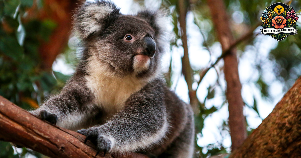 Koala: Mengungkap Rahasia Beruang Kecil dari Australia
