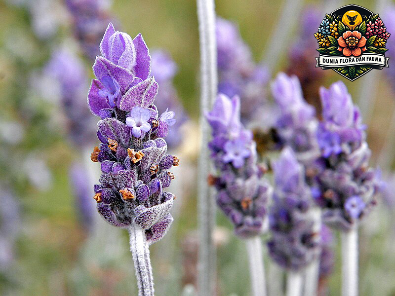 Lavender: Manfaat Tanaman dan Aroma yang Menenangkan