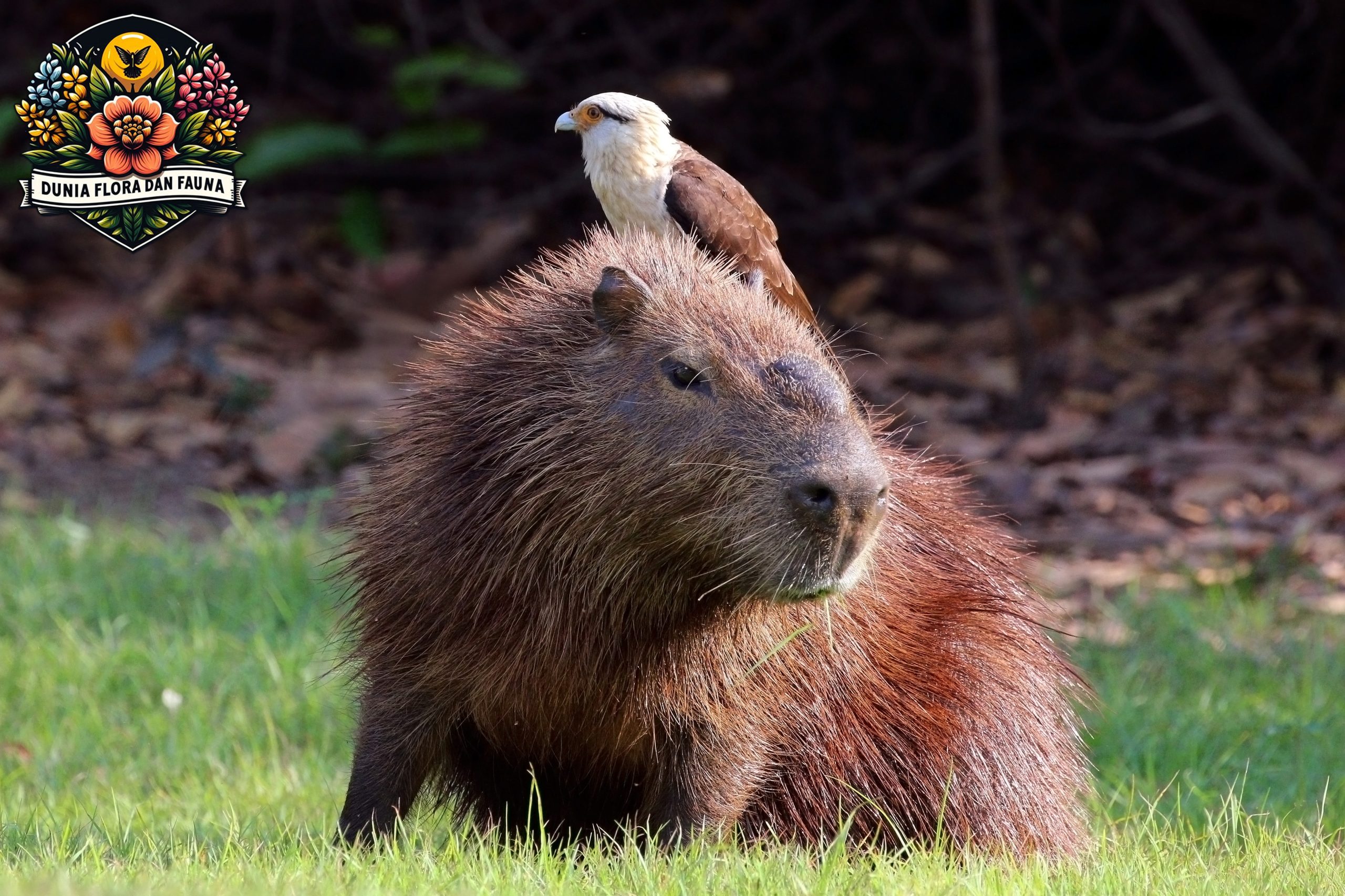 Capybara: Fakta Menarik tentang Satwa Menarik Ini