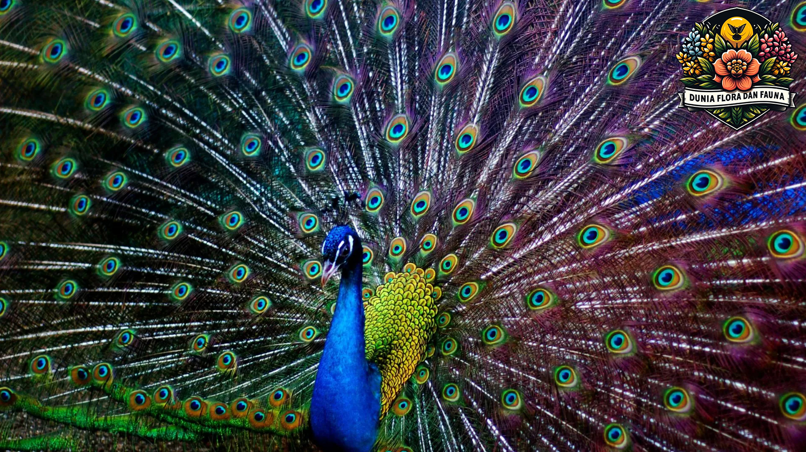 Keindahan Merak: Burung Eksotis dengan Ekor Menawan