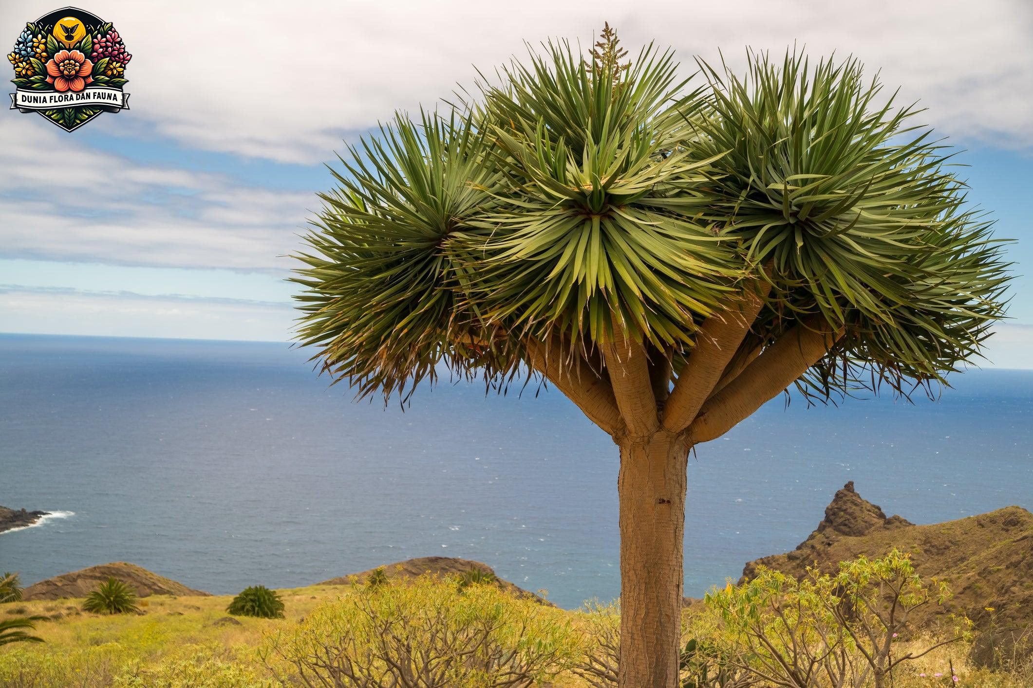 Misteri dan Keajaiban Dragon Tree: Pohon Legendaris dari Kepulauan Canary
