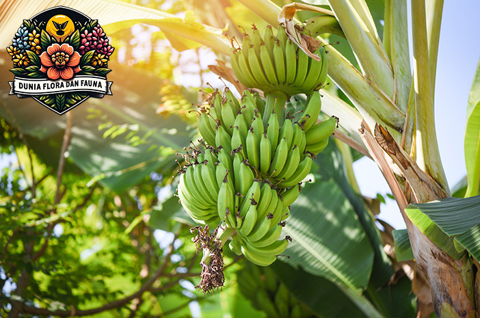 Fakta Pohon Pisang: Dari Buah hingga Daun, Semuanya Berguna!