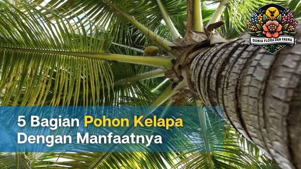 Pohon Kelapa: Sumber Kehidupan dari Akar Hingga Buah