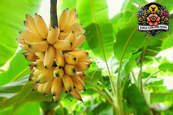 Fakta Pohon Pisang: Dari Buah hingga Daun, Semuanya Berguna!