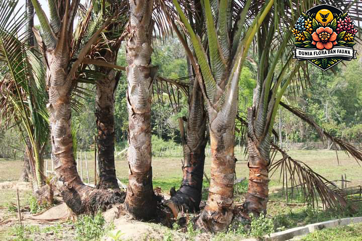 Pohon Sagu: Dari Bahan Makanan Hingga Pelestarian Budaya