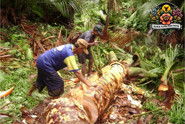 Pohon Sagu: Dari Bahan Makanan Hingga Pelestarian Budaya