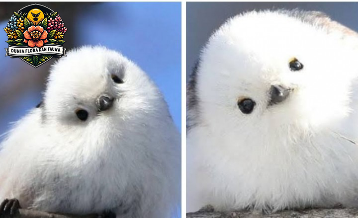 Shima Enaga: Burung Kecil Menggemaskan dari Jepang
