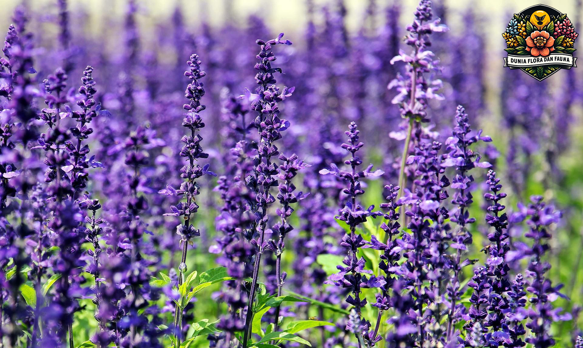 Lavender: Manfaat Tanaman dan Aroma yang Menenangkan