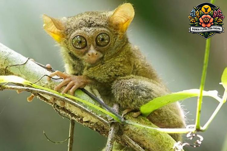 Mengungkap Kehidupan Tarsius Kerdil: Primata Terkecil dengan Mata Besar