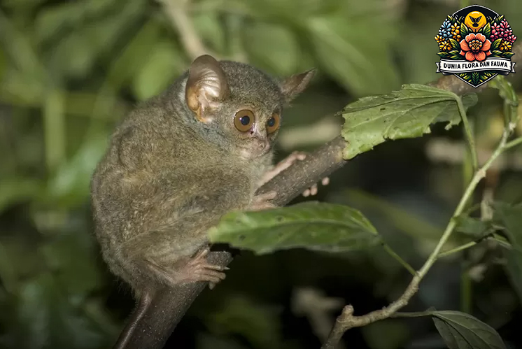 Mengungkap Kehidupan Tarsius Kerdil: Primata Terkecil dengan Mata Besar