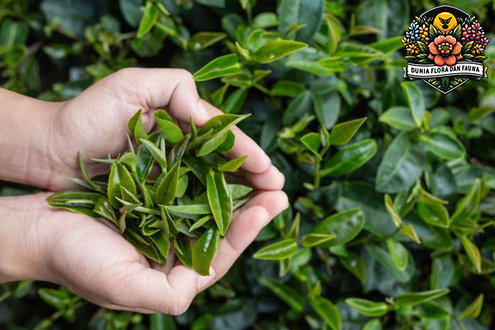 Daun Teh: Manfaat Kesehatan dan Beragam Jenis Daun Teh