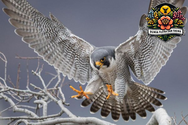 Mengenal Kehebatan Falcon: Burung Pemburu Tercepat di Dunia