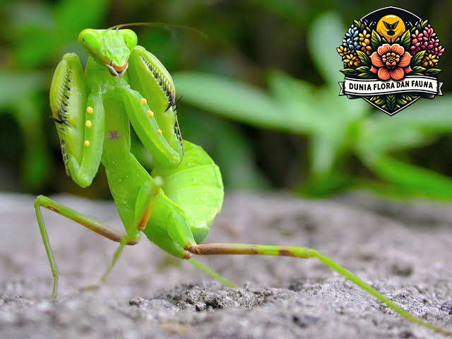 Belalang Sembah: Predator Elegan dengan Teknik Berburu yang Menakjubkan