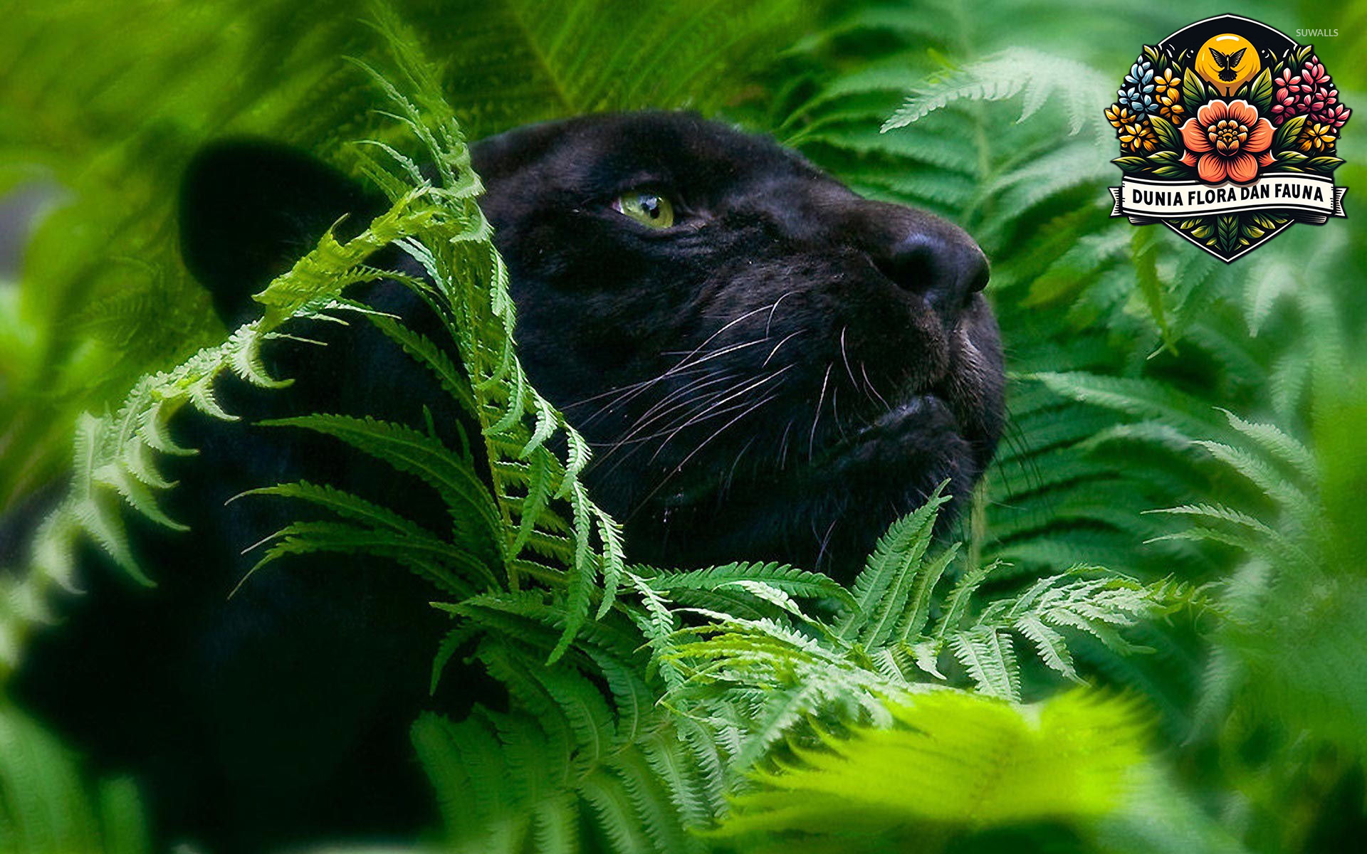 Black Jaguar: Keindahan Kucing Besar yang Langka