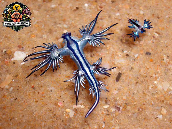 Mengenal Blue Glaucus: Si Kecil Berwarna Biru yang Menakjubkan