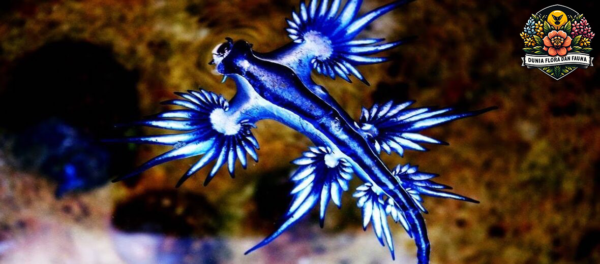 Mengenal Blue Glaucus: Si Kecil Berwarna Biru yang Menakjubkan