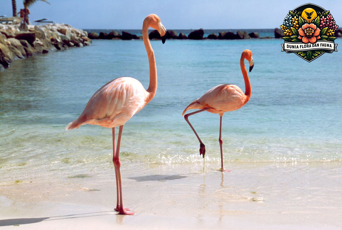 Flamingo: Burung Anggun dengan Warna Cerah dan Pesona Eksotis