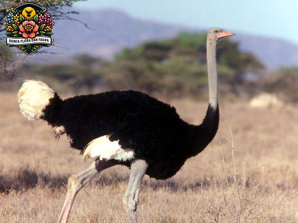 Fakta Menarik Tentang Burung Unta: Raksasa Dunia Burung yang Unik!