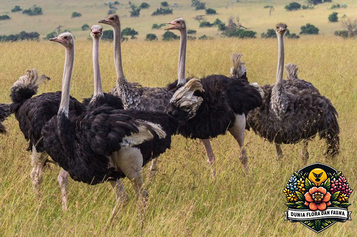 Fakta Menarik Tentang Burung Unta: Raksasa Dunia Burung yang Unik!