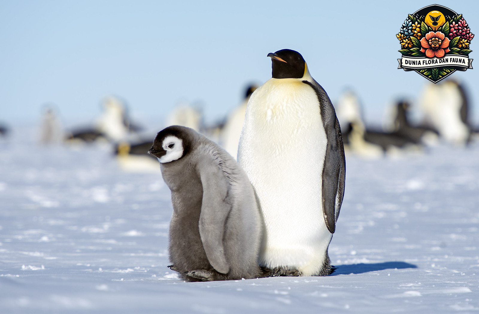 Fakta Menarik Tentang Pinguin: Hewan Lucu dari Kutub Selatan