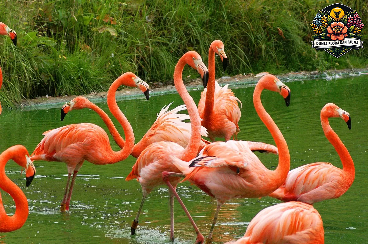 Flamingo: Burung Anggun dengan Warna Cerah dan Pesona Eksotis