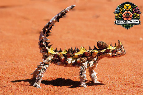 Thorny Devil: Kadal Unik dengan Pertahanan Berduri dari Australia