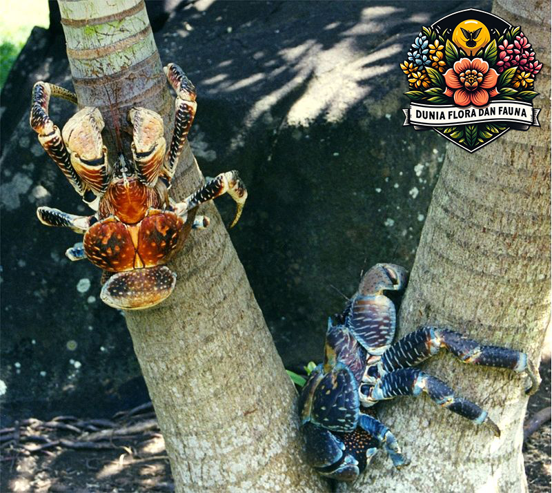 Kenali Kepiting Kelapa: Si Raksasa Pemanjat Pohon yang Unik!