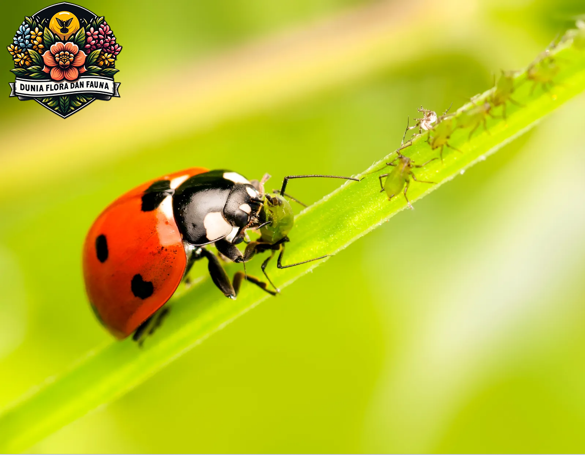 Ladybug: Si Kecil Berbintik yang Memikat dan Melindungi Taman Anda