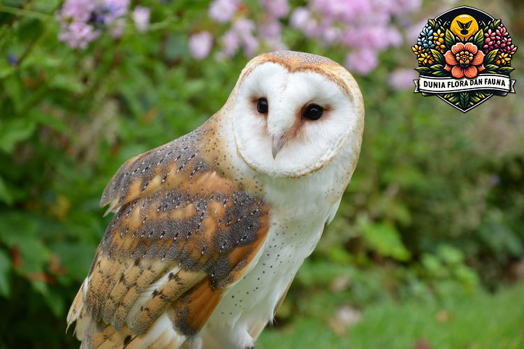 Burung Hantu dan Kemampuannya di Tengah Malam