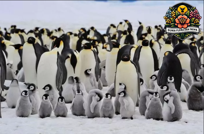 Fakta Menarik Tentang Pinguin: Hewan Lucu dari Kutub Selatan