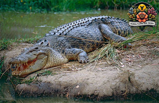 Fakta Menarik tentang Buaya: Predator Purba yang Masih Bertahan Hidup